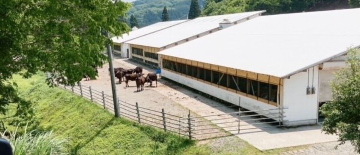 食用牛の牧場